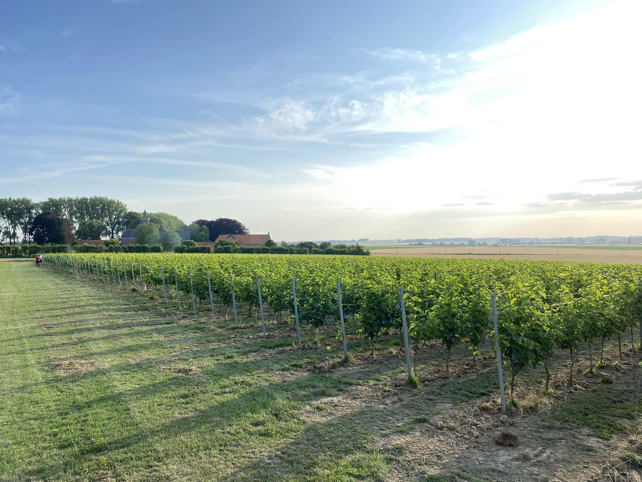 Visite et Dégustation au Domaine de Longuesault 19/05